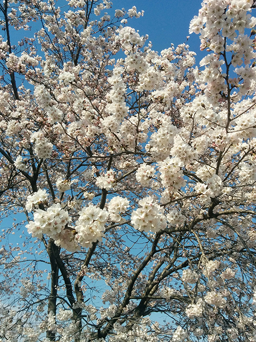 180409_flower 2_in.jpg
